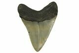 Fossil Megalodon Tooth - North Carolina #299400-1